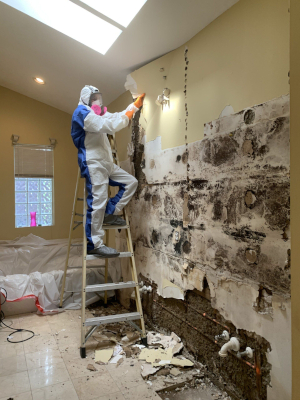 Mold Damage in Cutler Bay, Florida